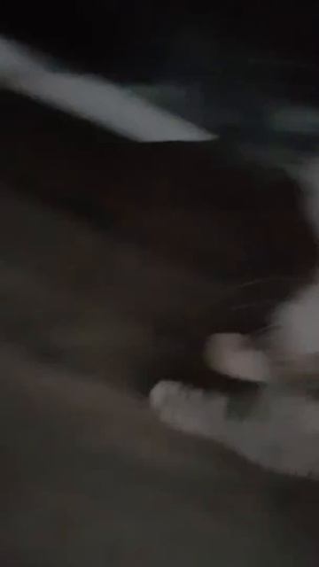 Прикол киска смотреть онлайн