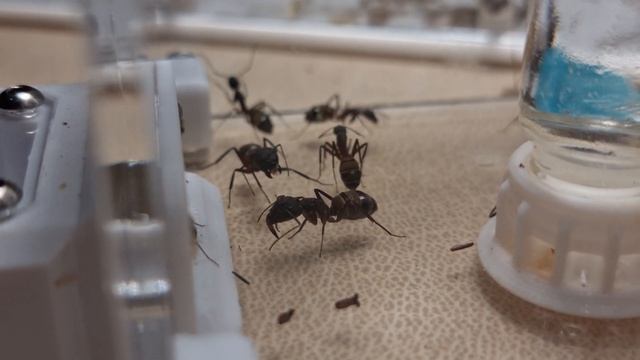 Camponotus Cruentatus - Ep-1 - Quick intro смотреть онлайн
