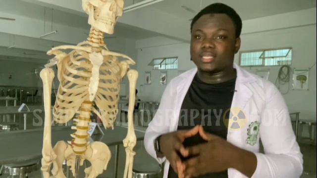 INTRODUCTION To The Human Skeletal System | Total Bones Of The Human Body