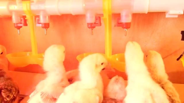 Цыплята первые дни