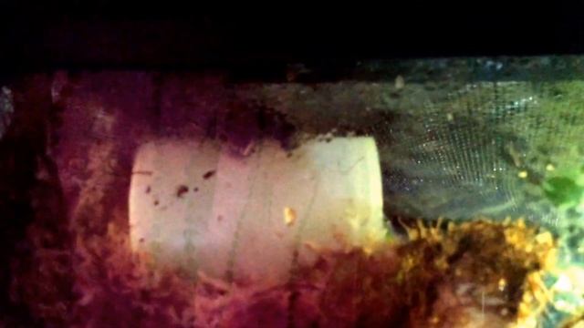 Ranitomeya variabilis (southern) calling and courting. смотреть онлайн