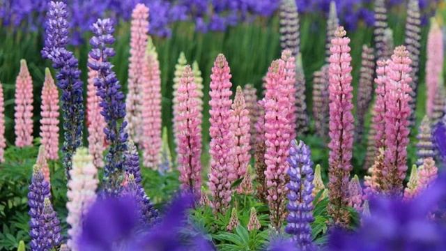 Amazing and Most Beautiful Lupinus Flowers | Lupins смотреть онлайн