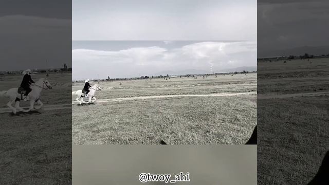 Красивая лошадь. Нашид аиду смотреть онлайн