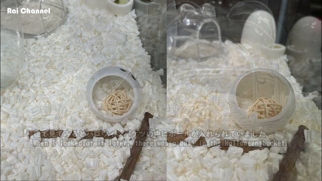 ハムスターケージにマンチボールを入れてみた【行動検証】ジャンガリアンハムスター смотреть онлайн