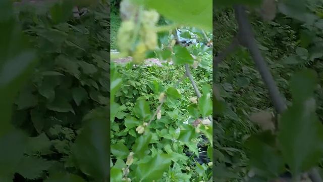 Шелковица - очень сладкая ягода смотреть онлайн