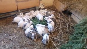 КРОЛИКИ В ВОЛЬЕРЕ, РАЗВЕДЕНИЕ КРОЛИКОВ, КРОЛИКИ СЪЕДЯТ ЛЕС