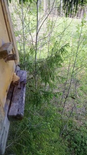 Пасека в лесу.Ловля роев👌🌳🐝🍯 смотреть онлайн