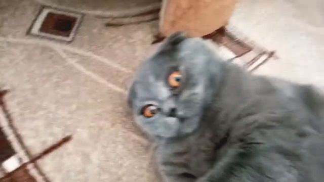 Котик тв игрушка мышка Кевин.играет в мышку!!