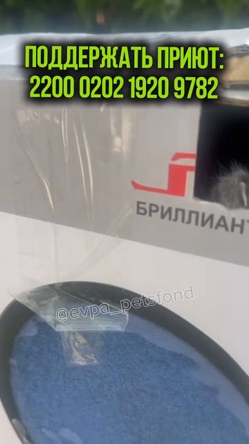 Больного котёнка подбросили под ворота частного приюта. А у нас их более 500 💔#врек #youtubeshorts