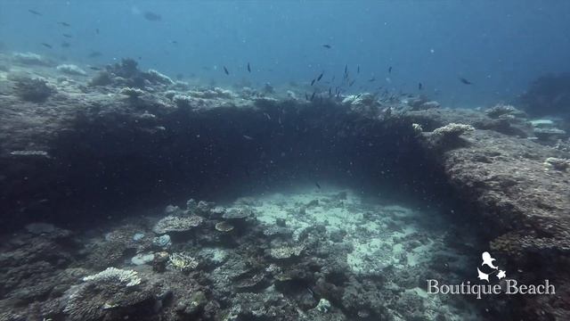 10.06.24 - Manta Rays. Dives at Fish Bank, Dhigurah Arches & Napoleon Reef HD South Ari - Maldive смотреть онлайн