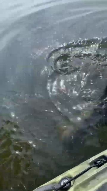 Fish Gets Stuck In Net By Dorsal Fin 🐟 #shorts #fail смотреть онлайн