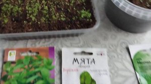 Как вырастить Мяту из семян. Всходы. Как выглядят через 15 дней.