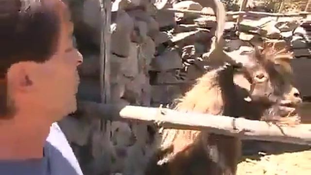 Коза и человек смотреть онлайн