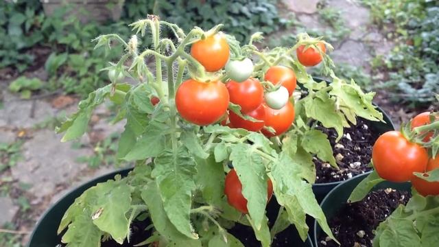 Micro Tom Tomato Tangy Micro Dwarf Tomato Indoor, Patio Growing! смотреть онлайн
