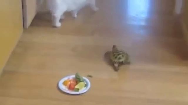 самые смешные подборки с животными , ))) #1 ржу немогу funniest video 4 ever смотреть онлайн