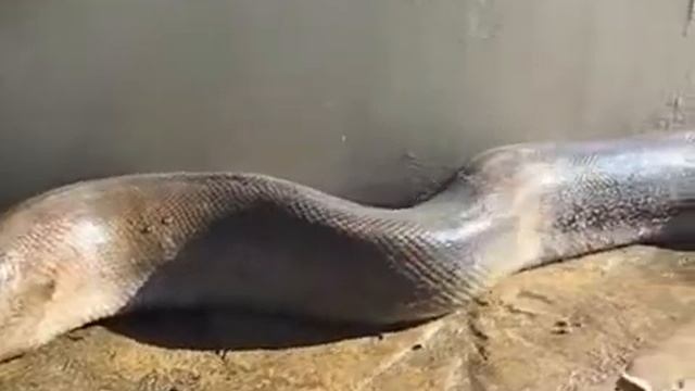 Ужасная змея 😲😱 смотреть онлайн