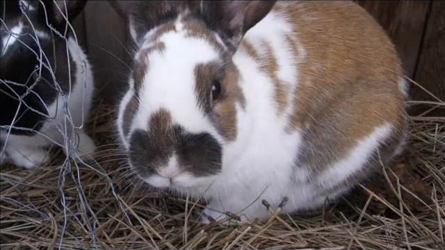 Rabbits And Gardens With Freedoms Garden
