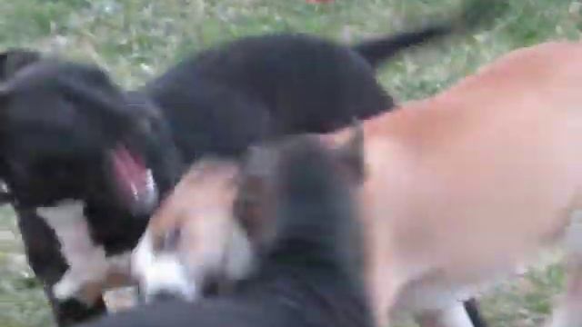 Three Pit Bulls, One Squeaky Pink Donut смотреть онлайн