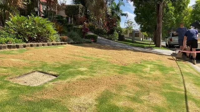 Mini Lawn Reno on TifTuf Hybrid Bermuda! Scalp, Top Dress and Fertilise! Satisfying смотреть онлайн