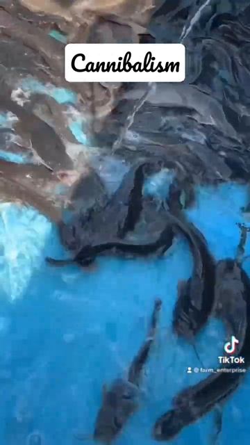 Cannibalism in Catfish Farming #catfishing #fishing #trendingshorts смотреть онлайн