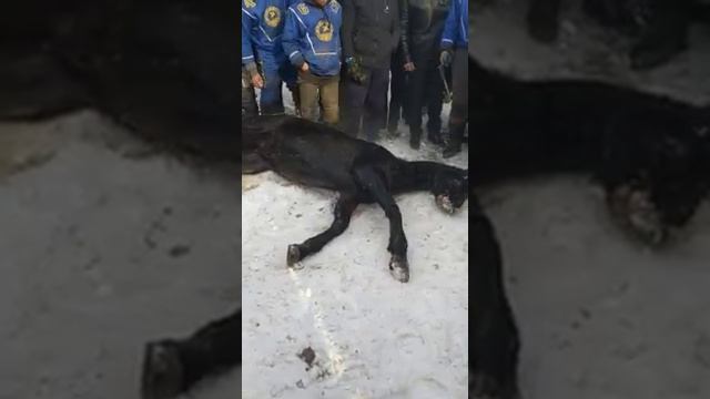 Жумгал Көк-Бөрү🤯🤯🤯 Барон деген ат жан берди😱😱😱 смотреть онлайн