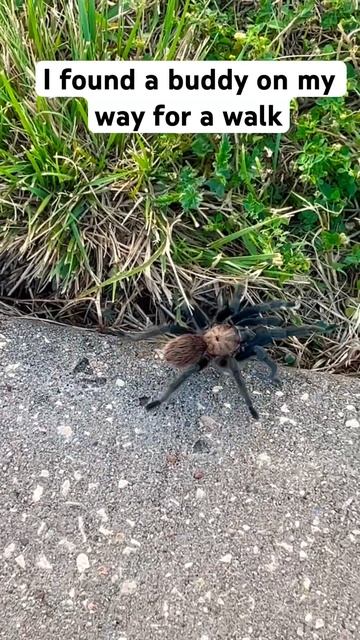 My buddy walking #1lifetolive2 #spider #viral #trending #beautiful смотреть онлайн