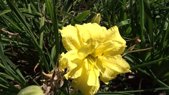 Hemerocallis ´Double Cutie´