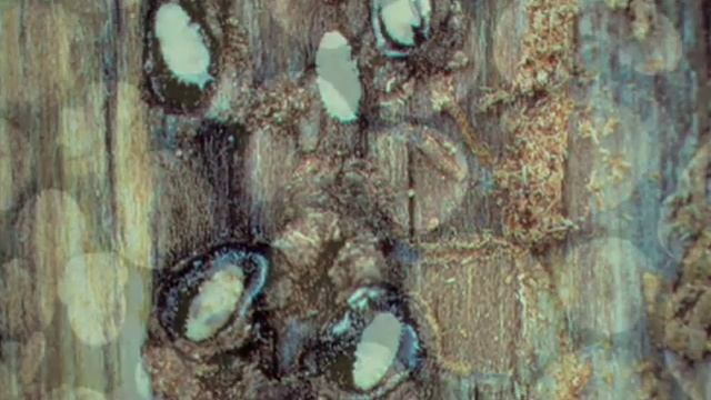 It's Our Forest - Part 4 People & Products смотреть онлайн