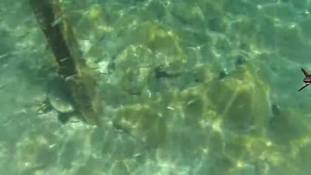 crazy shark смотреть онлайн