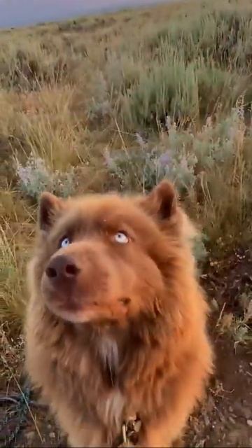 Love Child Of Wolf And Bear#shorts  #funny #dog#wolf #husky
