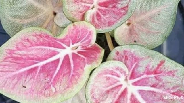 keladi hias(Caladium) - Viral & Mahal 2022_Thailand & Liliput,caladium plants, decorative plants смотреть онлайн