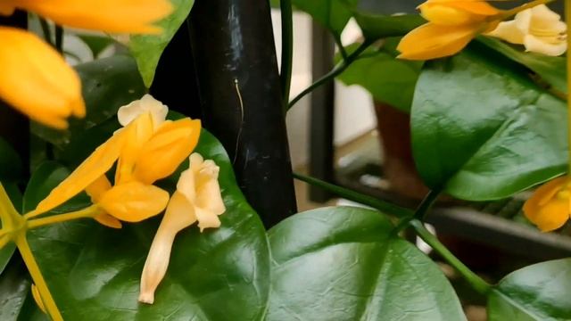 #Petraeovitex Bambusetoram #tropical #flowering #vine