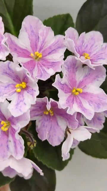 Фиалка химера Ness` Spring Blush смотреть онлайн