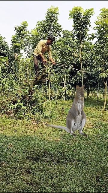 catching kangaroo 🦘🦘🦘🦘#viral #trendingshorts #shorts_ #youtubeshorts #animal #kangaroo смотреть онлайн