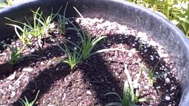 Growing Yacon, Chufa Nuts and Tall Purslane at the Local Community Garden смотреть онлайн