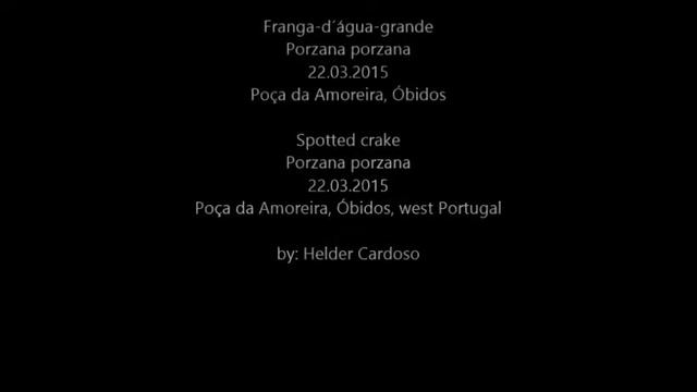 Porzana Porzana, 22.03.2015, West Portugal