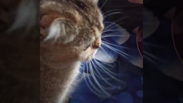 Неожиданно открылись музыкальные способности🐱🐈👍Шотландская кошка Фифа поет под гитару🎶🎸🎵 смотреть онлайн