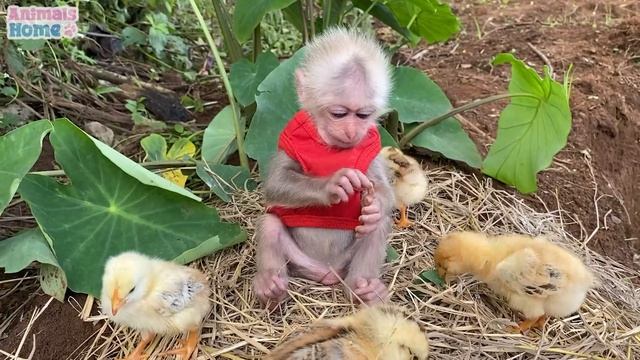 The Chicks Think BiBi Monkey Is Their Mom