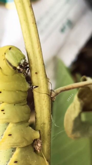 The African death's-head hawkmoth उर्फ अळी #caterpillar #nature #shorts смотреть онлайн