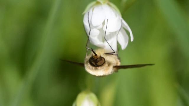 Zwartborstelzwever Bombylius Venosus, Opwarmen Door Vleugeltrillen