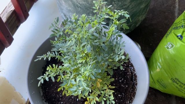 RUE/RUTA PLANT. FRENCH FOR THE “WAY” THE PATH. THE WAY THE TRUTH AND THE LIFE PLANT. JOHN 14V6-11 смотреть онлайн