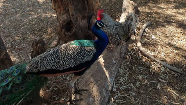 Павлин смотреть онлайн