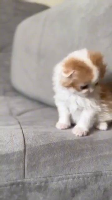 Very Tame and Gentle Scottish Fold Longhair Kitten Named Nectar смотреть онлайн