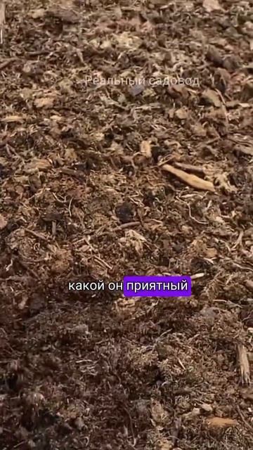 Грунт для голубики #дача #садогород #огород #сад #саженцы #питомникрастений смотреть онлайн