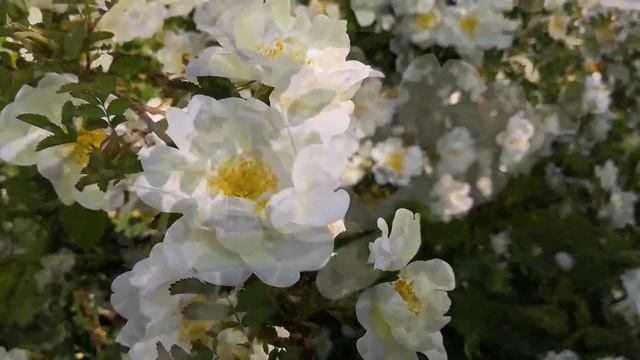 Insects collect nectar from the white flowers of the rosehip. #relax #rosehip #nectar смотреть онлайн