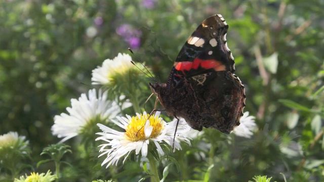 Brian Crain - Butterfly Waltz (Red Admiral On Michaelmas Daisy) смотреть онлайн