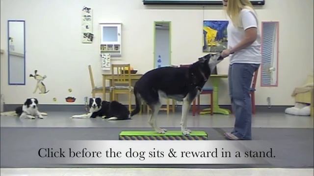 Orijen Regional Raw Dog Treat: Product Review & Trick Tutorial смотреть онлайн