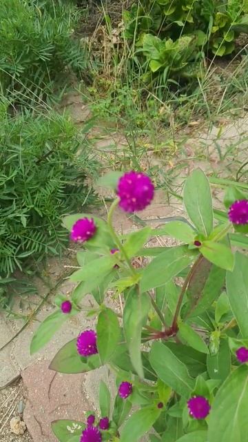 천일홍 ♡^,~♡ смотреть онлайн