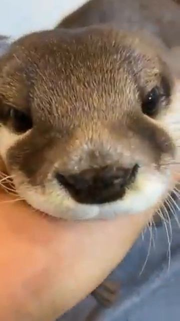 Nutria tierna смотреть онлайн