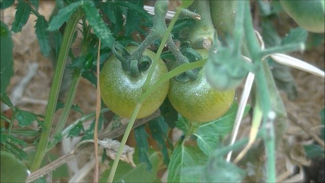 TOMATE : Green Doctor's Frosted